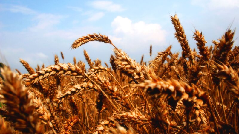 Golden wheat field under blue sky