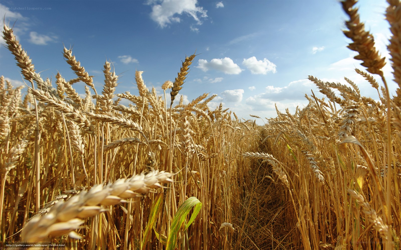 Golden wheat field under blue sky