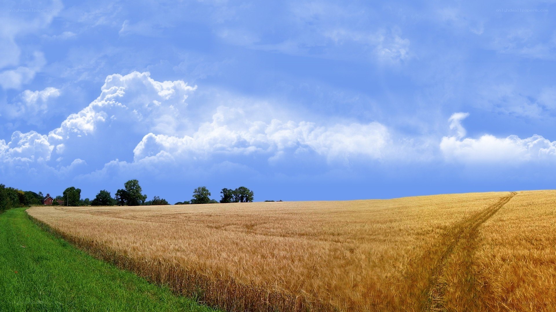 Golden wheat field under blue sky