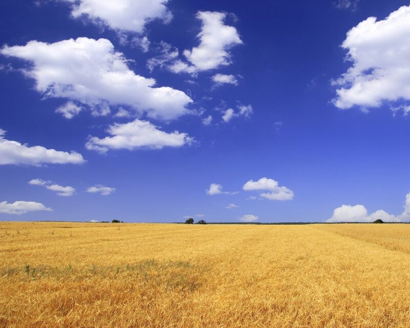 Golden wheat field under blue sky