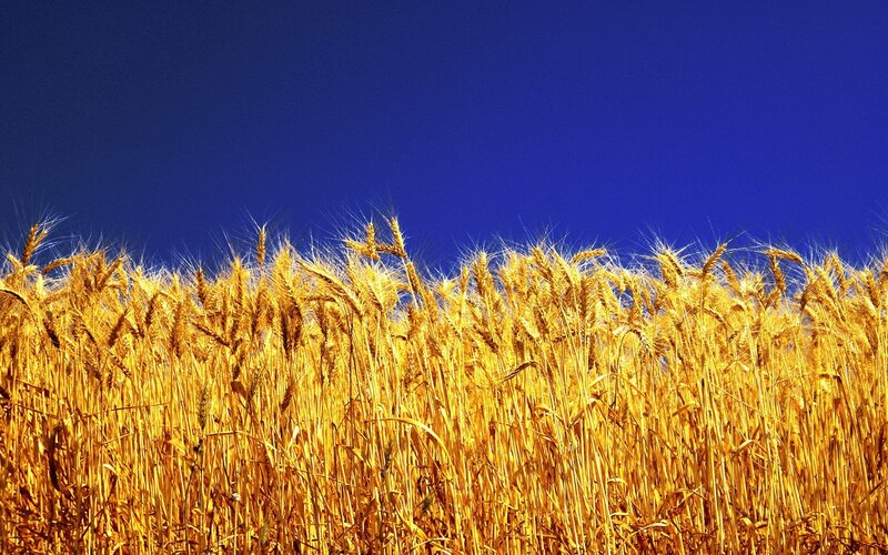 Golden wheat field under blue sky