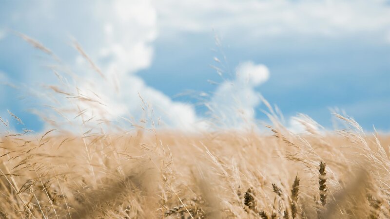 Golden wheat field under blue sky