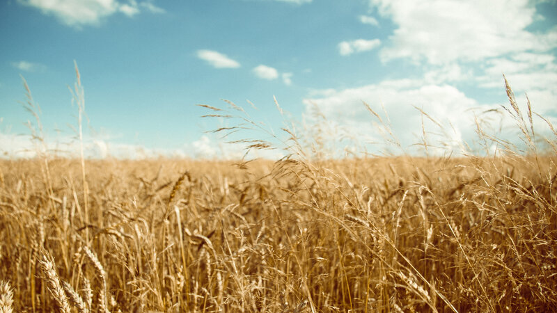 Golden wheat field under blue sky