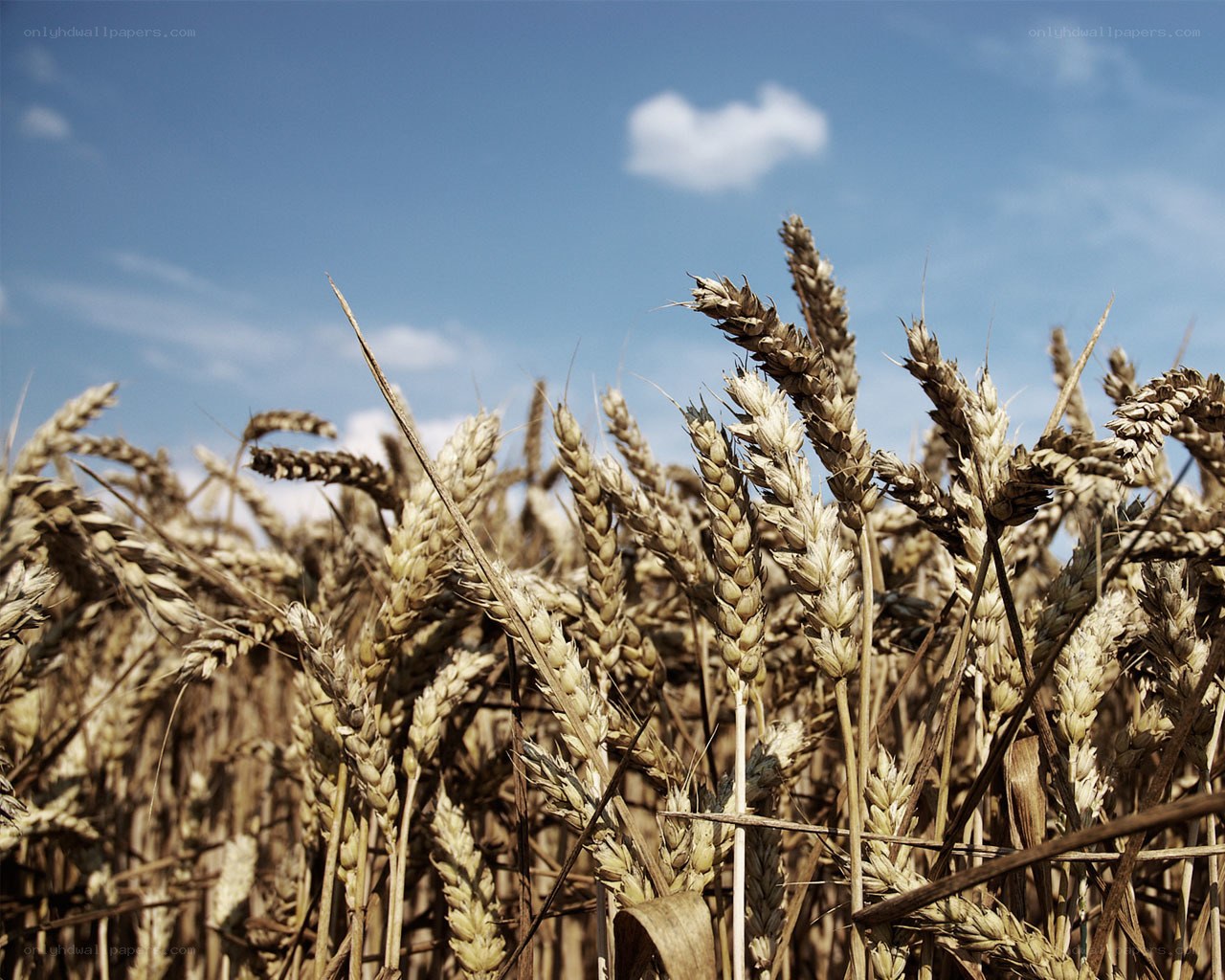 Golden wheat field under blue sky