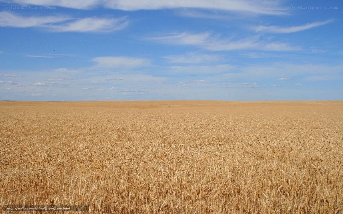 Golden wheat field under blue sky
