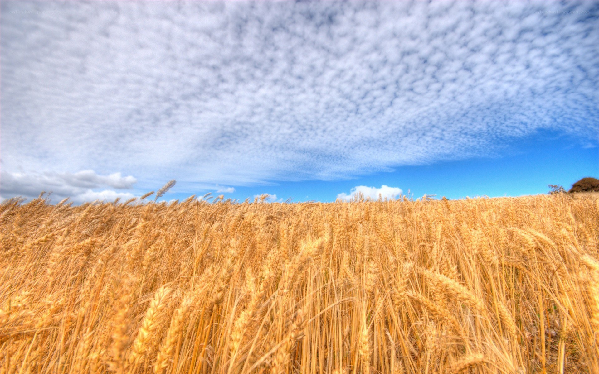 Golden wheat field under cloudy sky