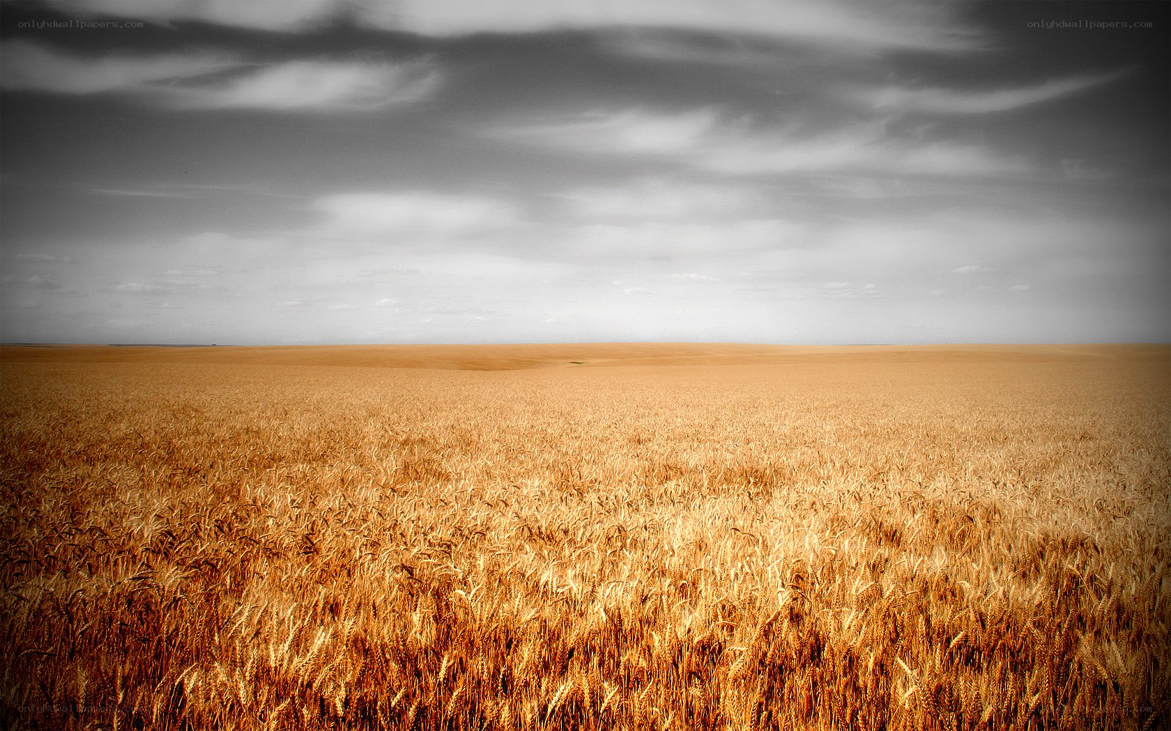 Golden wheat field under cloudy sky