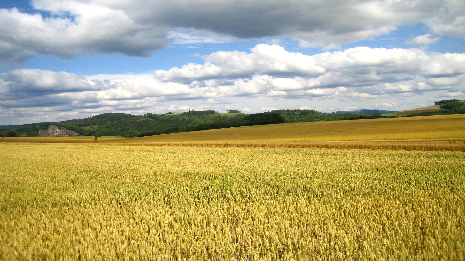 Golden wheat field under cloudy sky