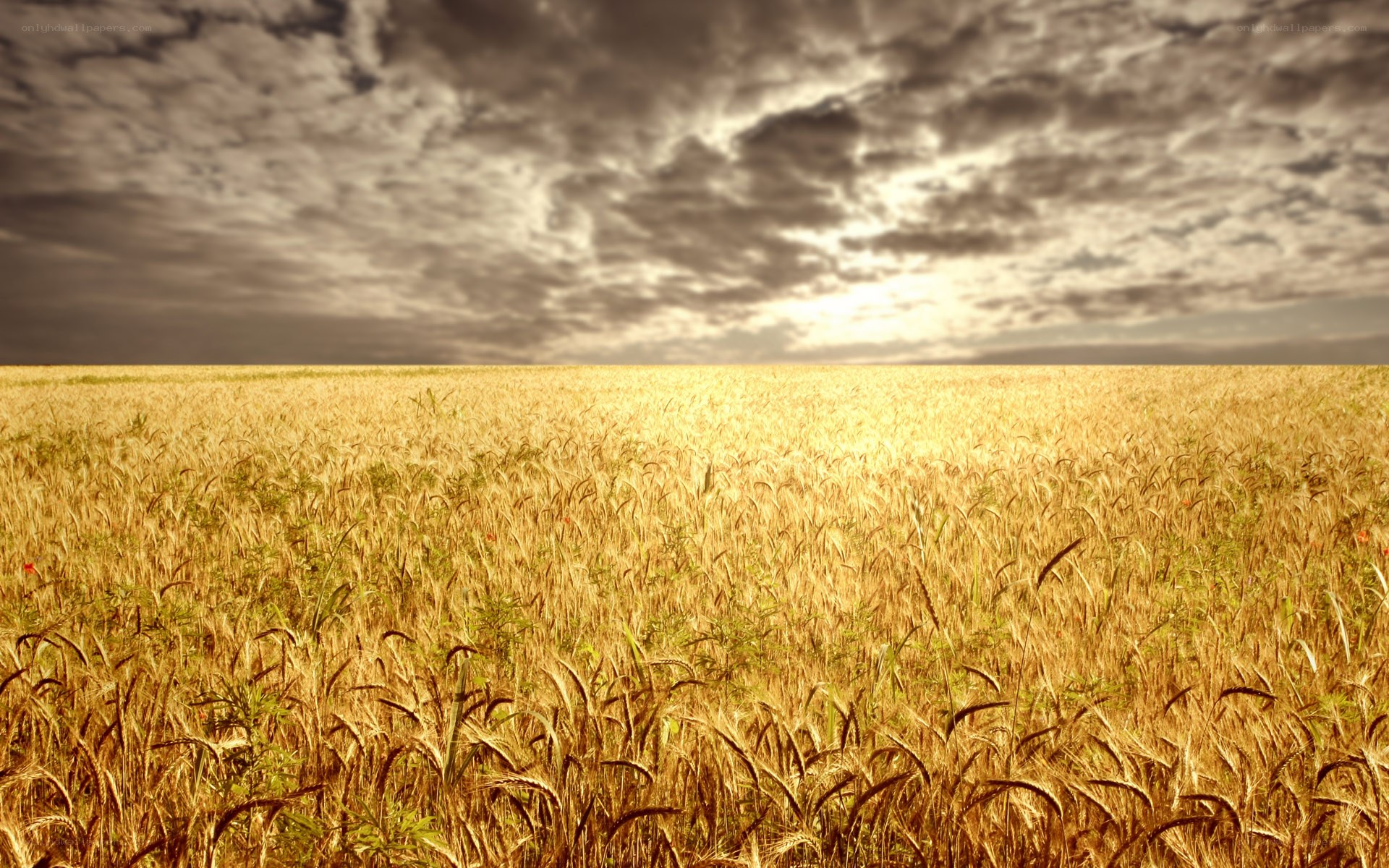 Golden wheat field under cloudy sky