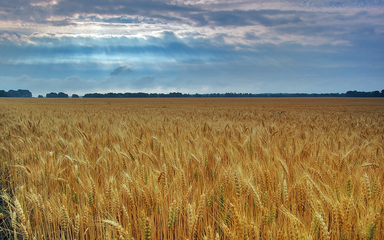 Golden wheat field under cloudy sky
