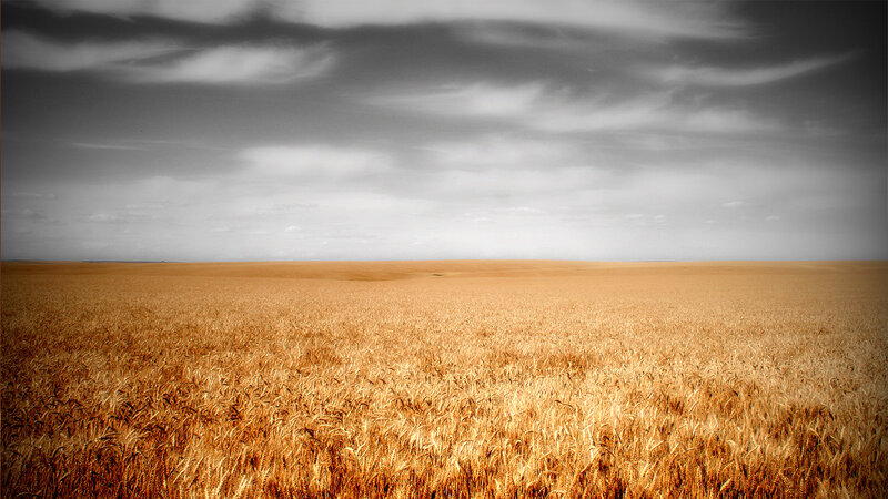 Golden wheat field under cloudy sky