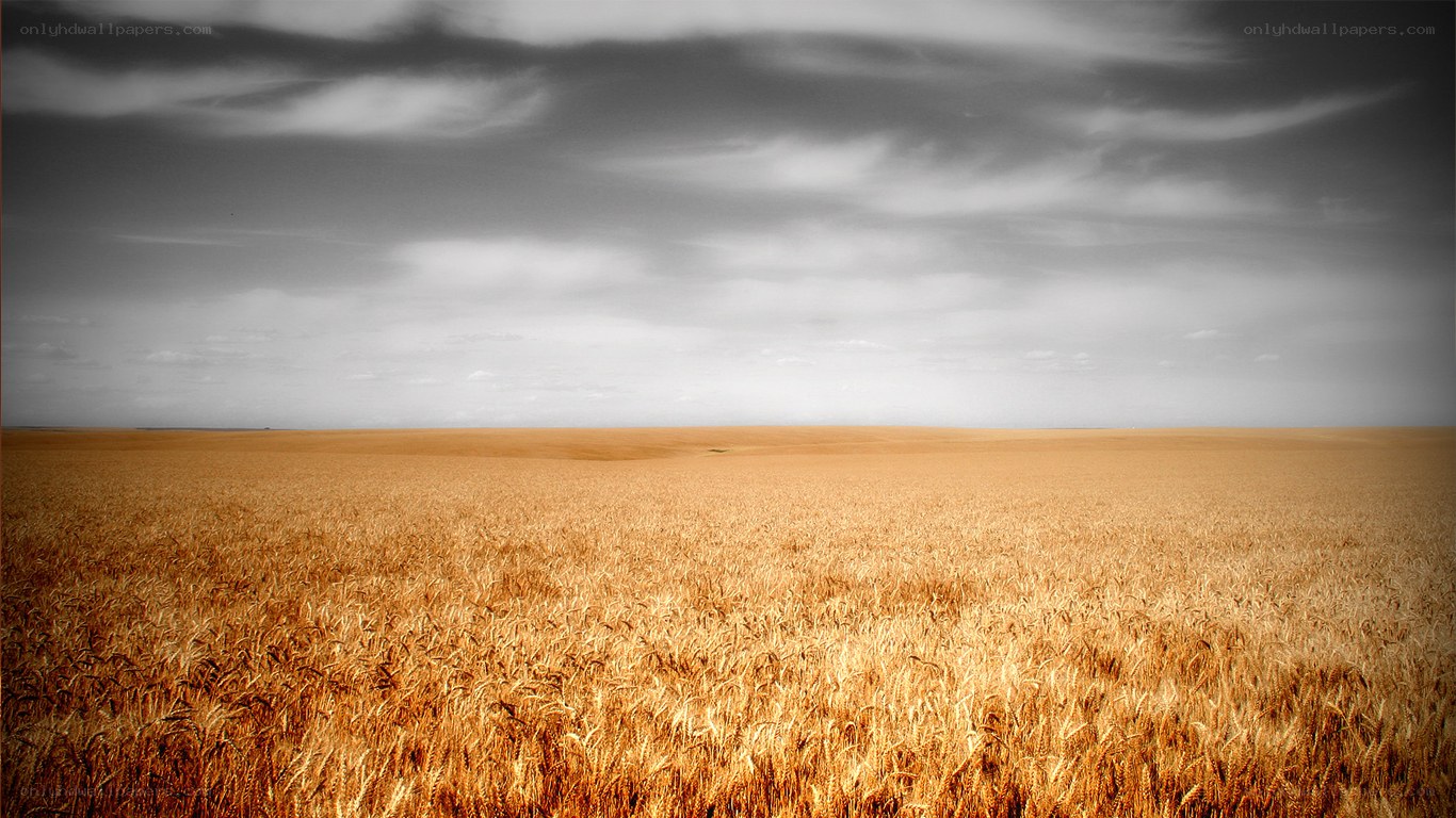 Golden wheat field under cloudy sky