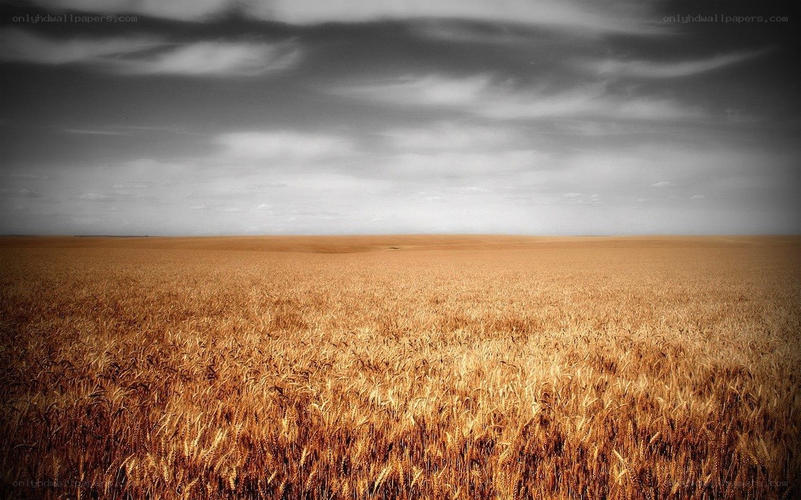 Golden wheat field under cloudy sky