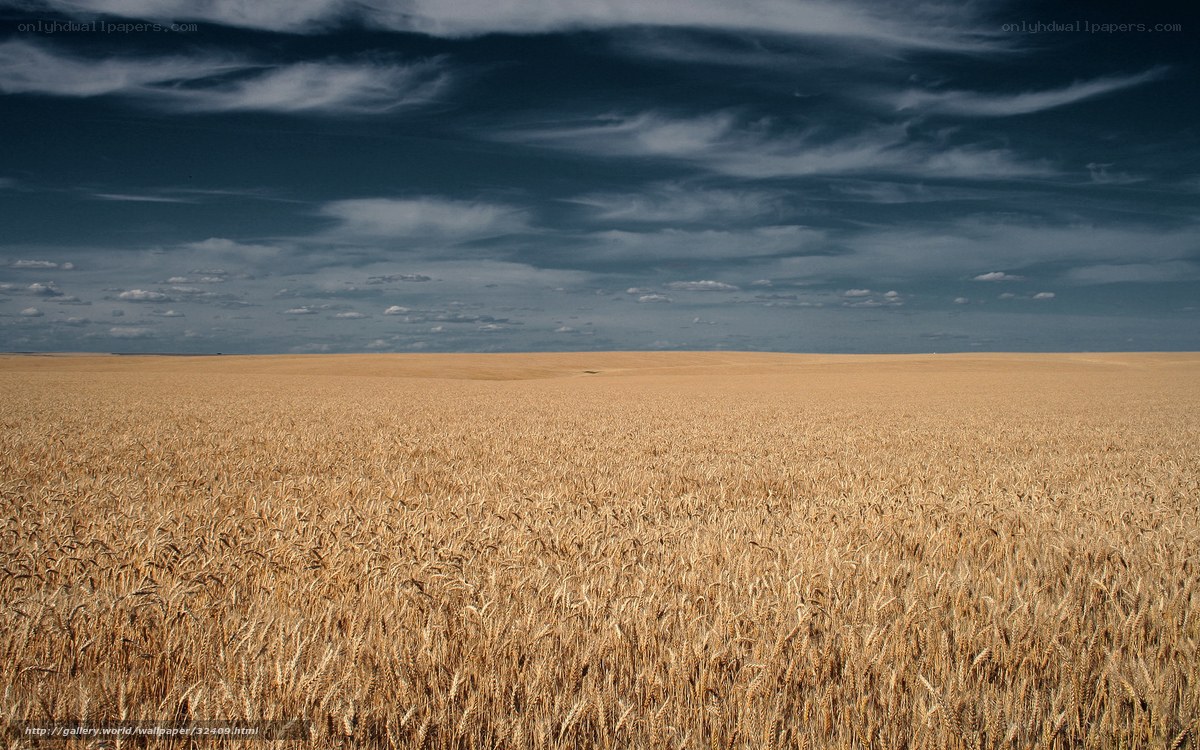 Golden wheat field under cloudy sky