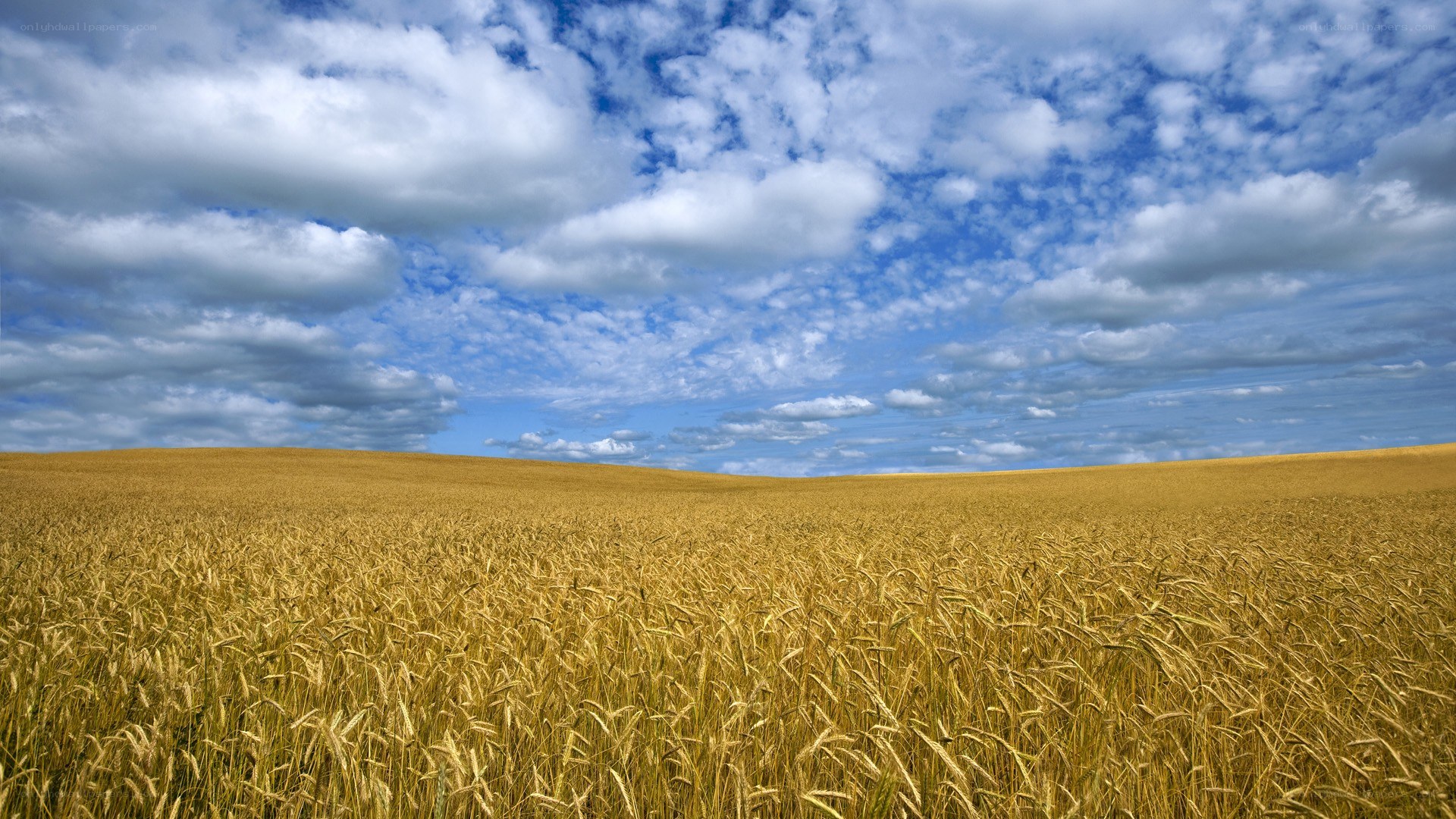 Golden wheat field under cloudy sky