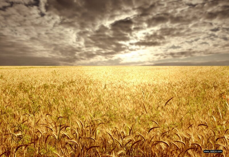 Golden wheat field under cloudy sky