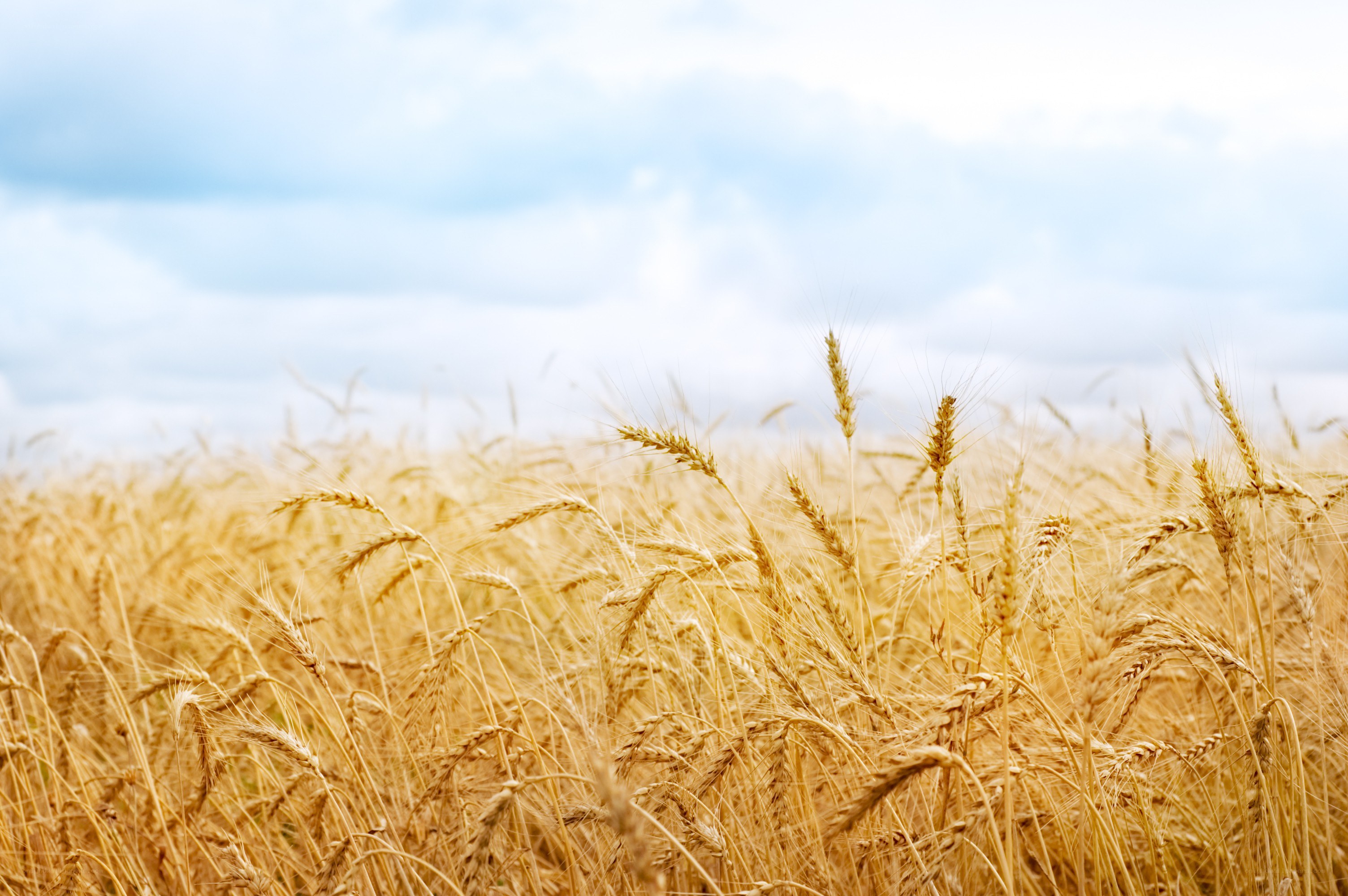 Golden wheat field under cloudy sky