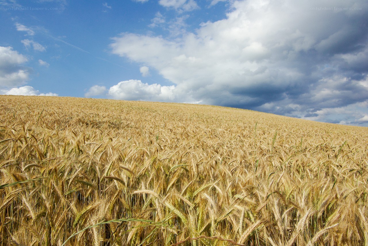 Golden wheat field under cloudy sky