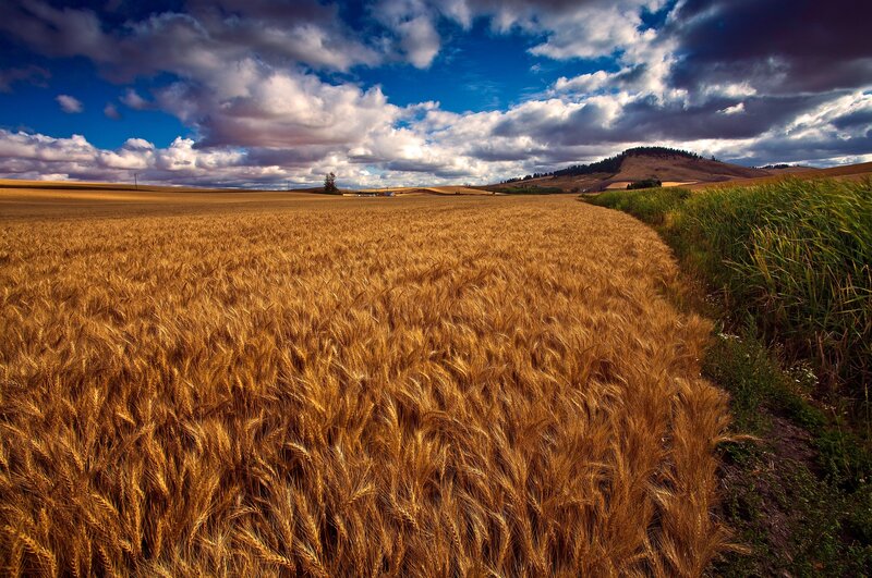 Golden wheat field under cloudy sky