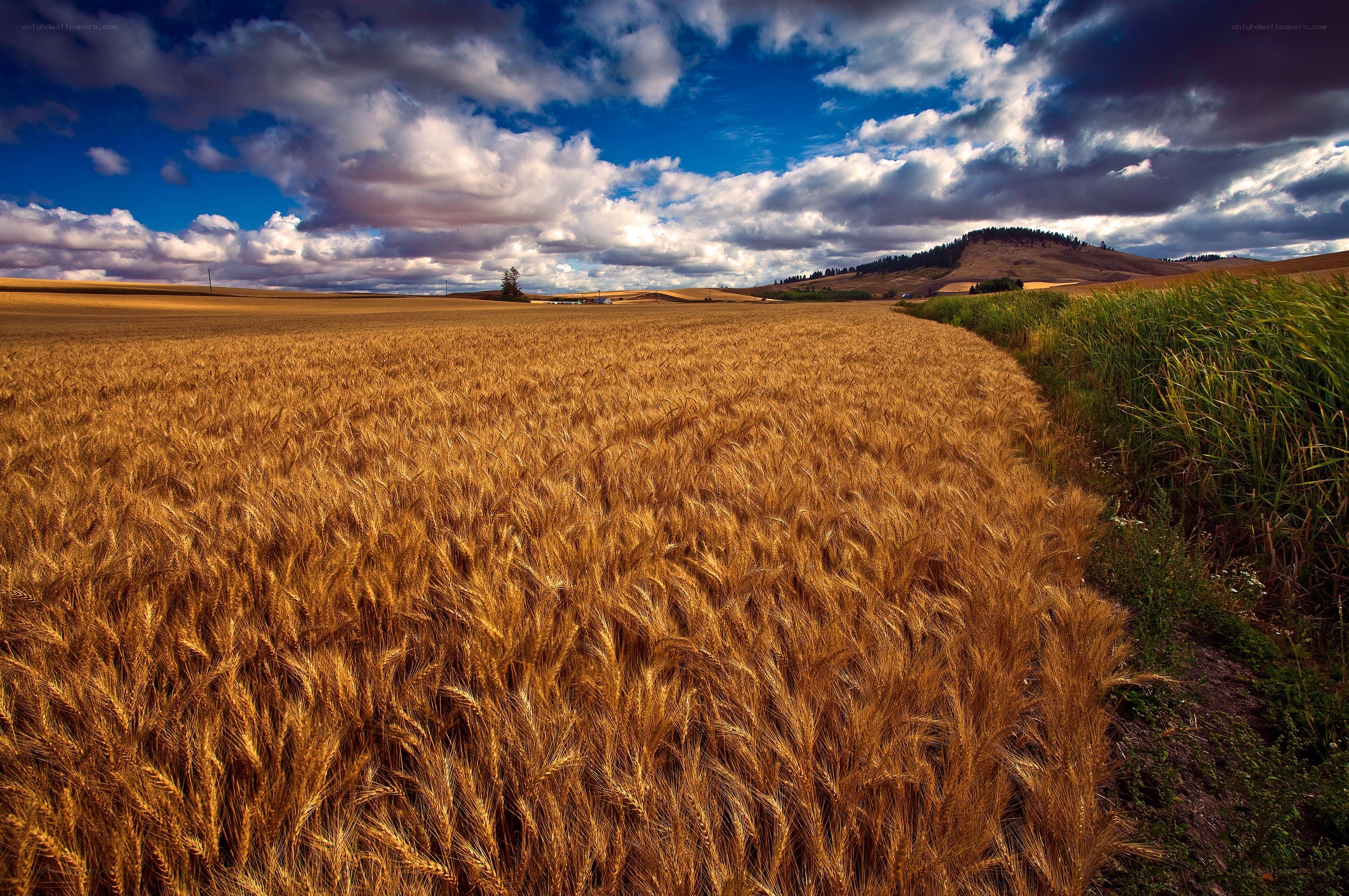 Golden wheat field under cloudy sky