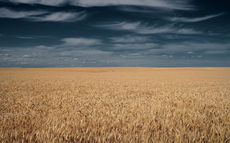 Golden wheat field under cloudy sky