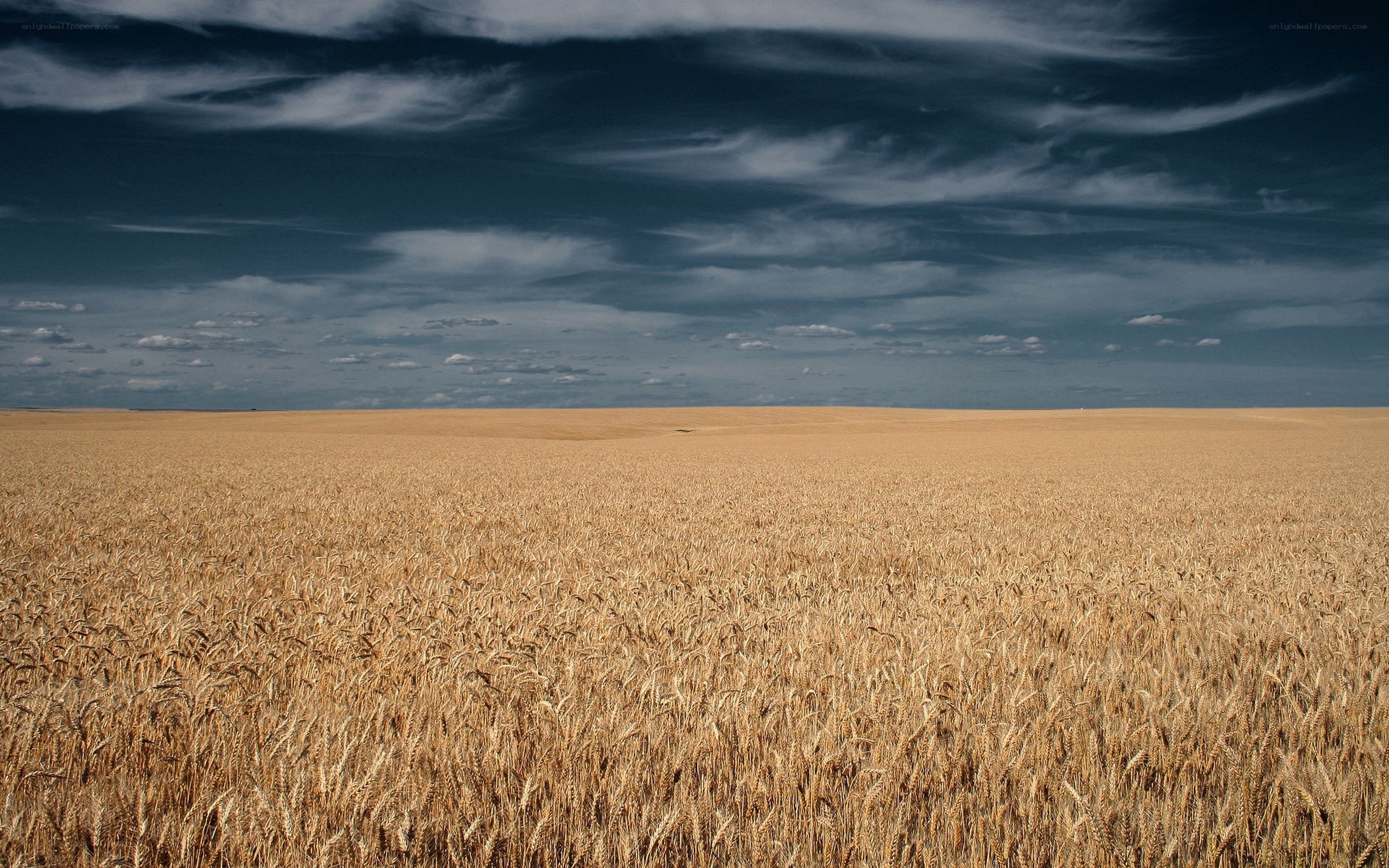 Golden wheat field under cloudy sky