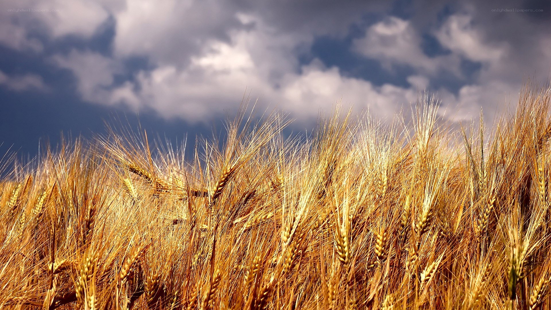 Golden wheat field under cloudy sky