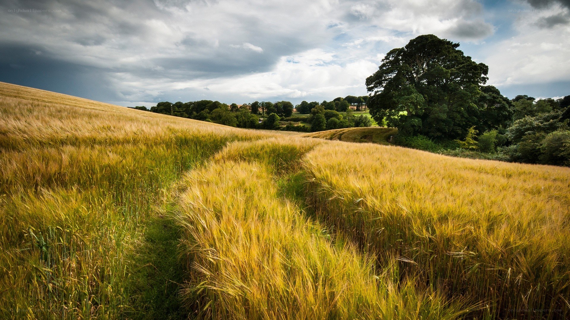 Golden wheat field under cloudy sky