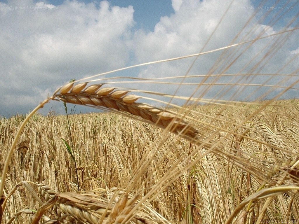 Golden wheat field under cloudy sky