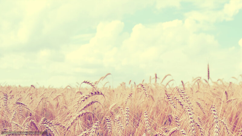 Golden wheat field under cloudy sky
