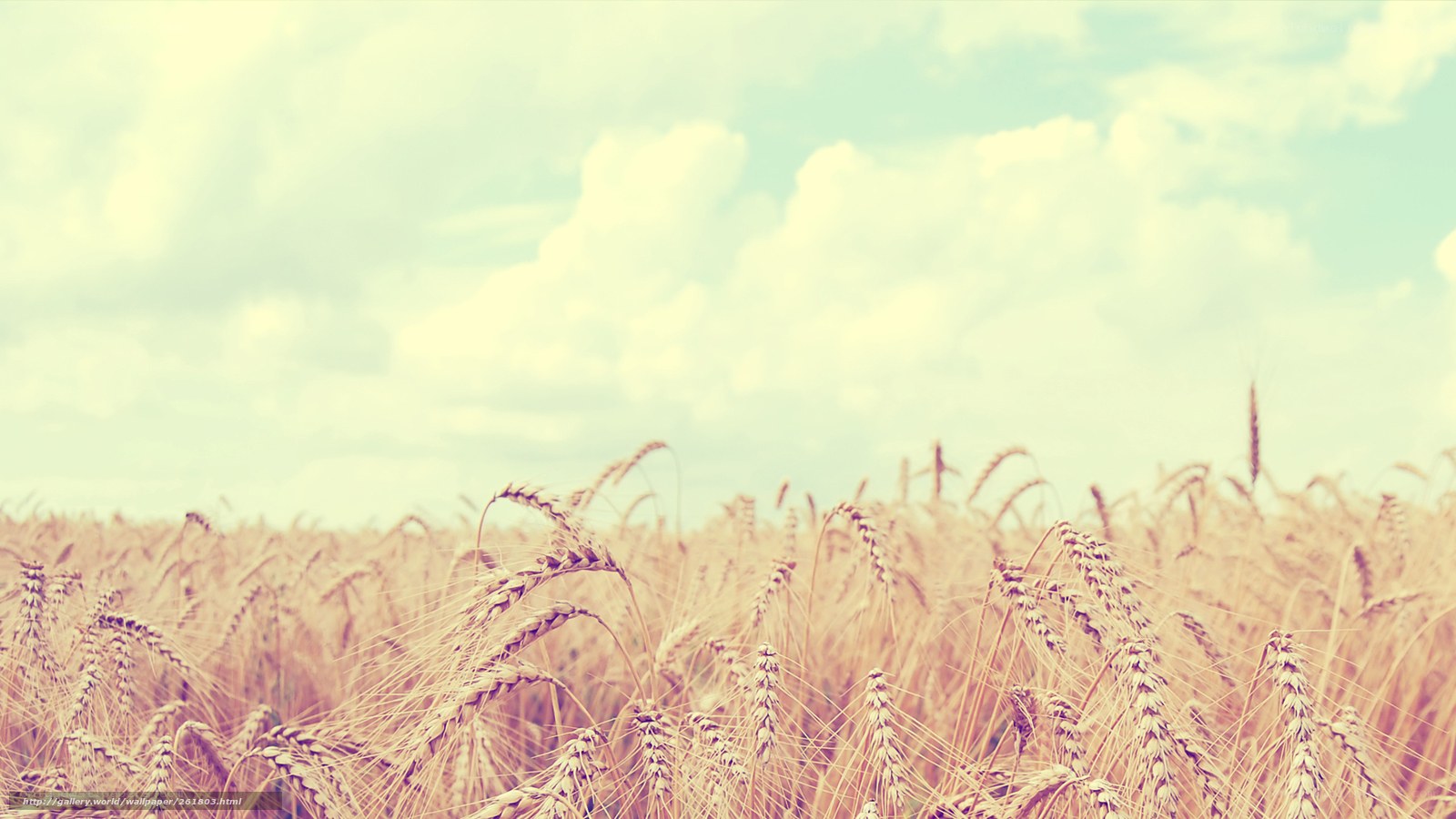 Golden wheat field under cloudy sky