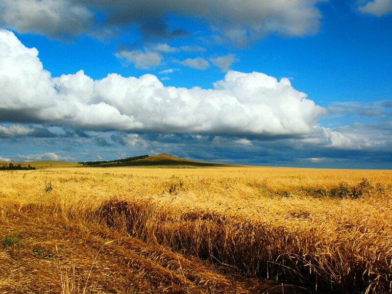 Golden wheat field under cloudy sky