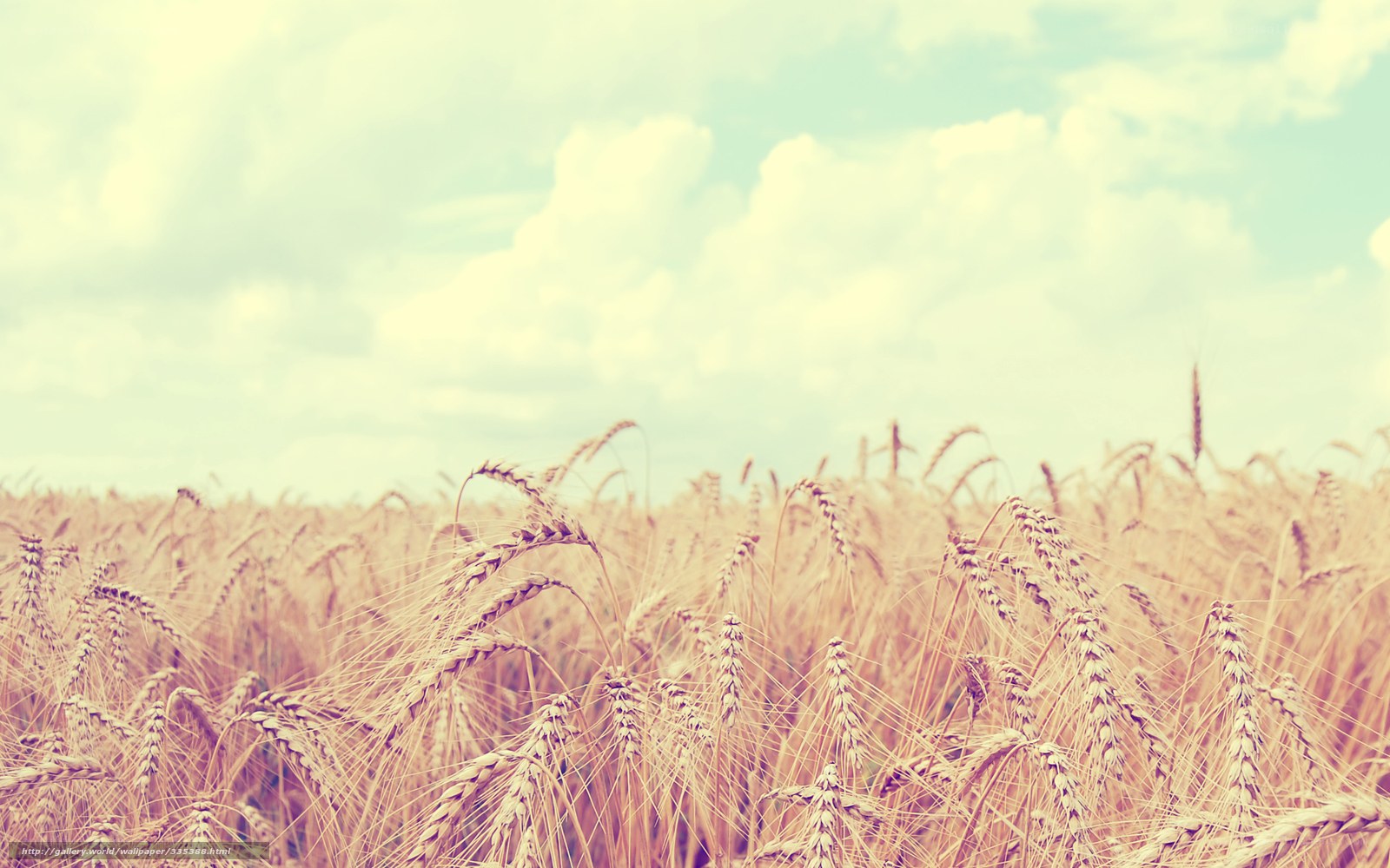 Golden wheat field under cloudy sky