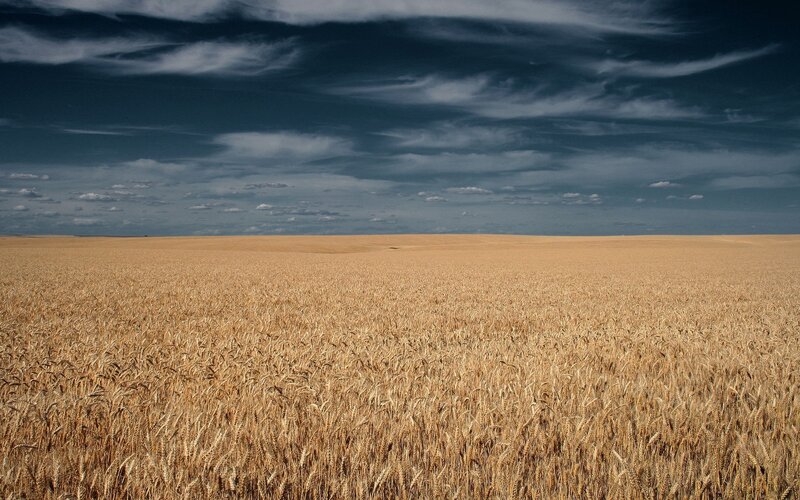 Golden wheat field under cloudy sky