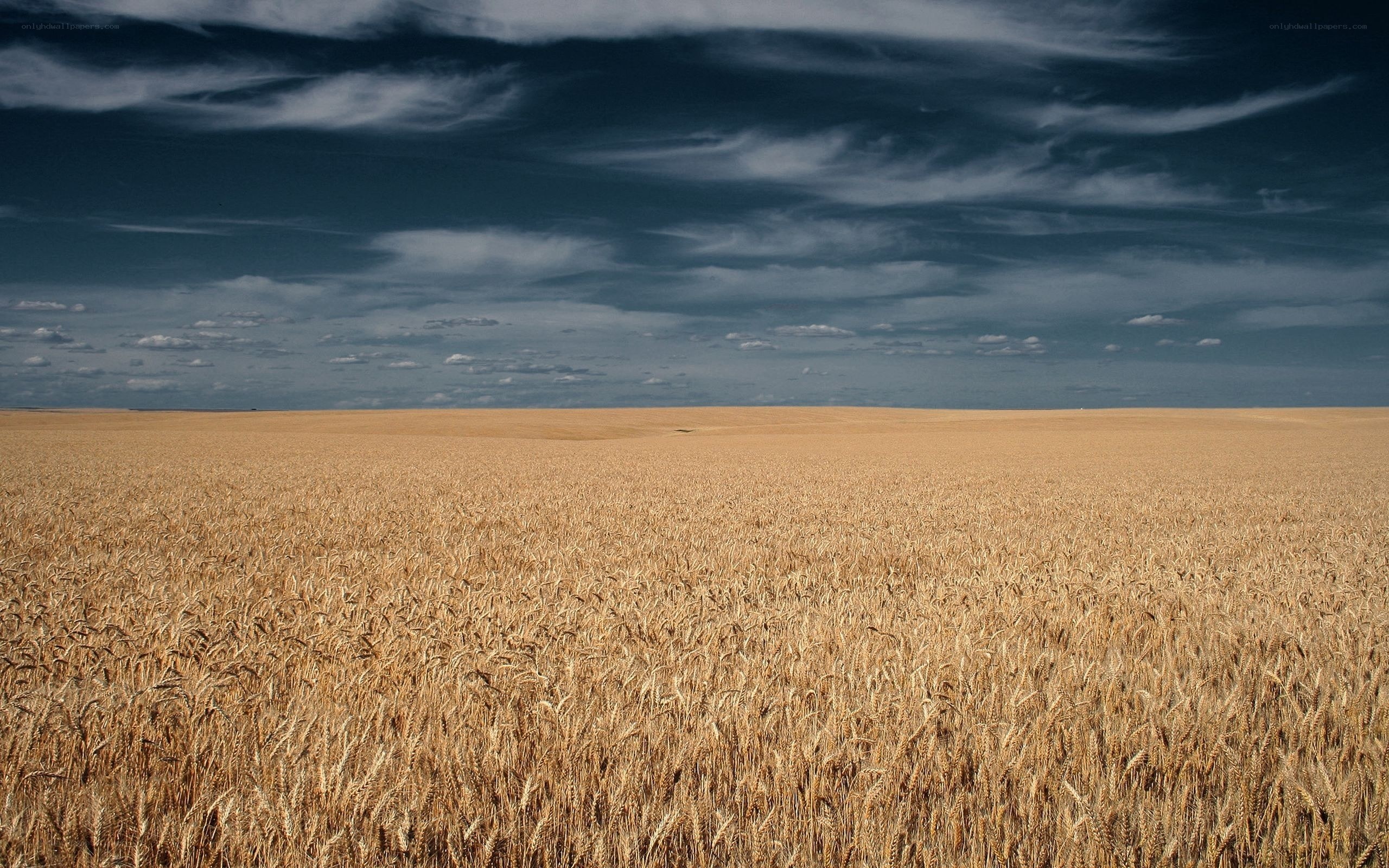 Golden wheat field under cloudy sky