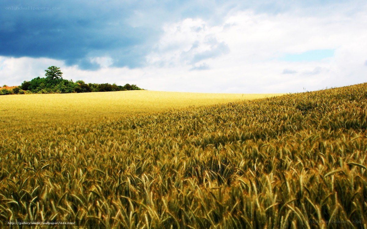 Golden wheat field under cloudy sky