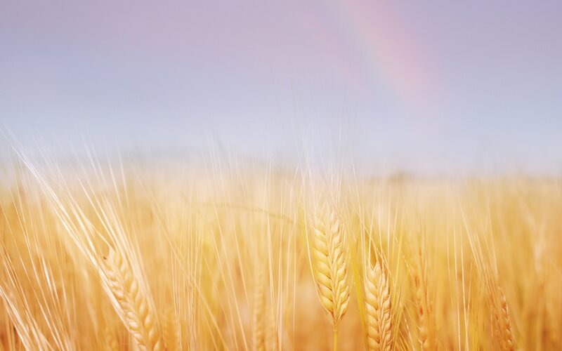 Golden wheat field under rainbow