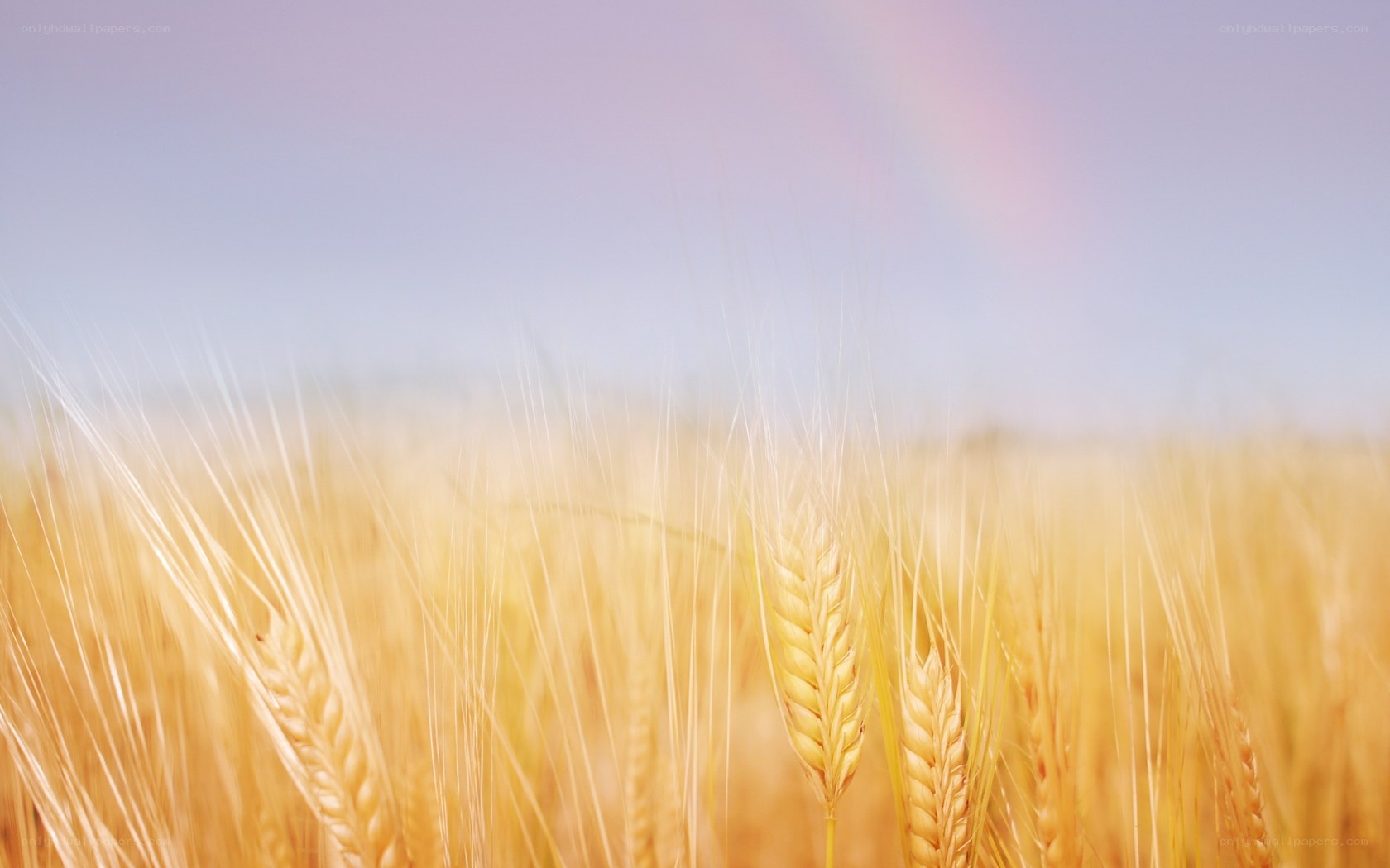 Golden wheat field under rainbow