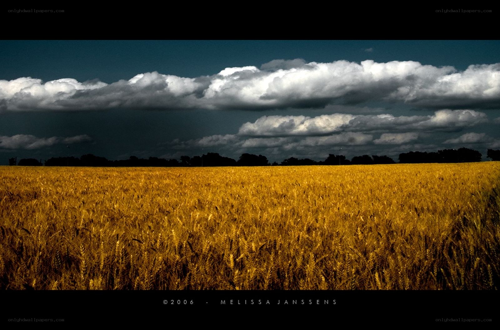 Golden wheat field under stormy sky