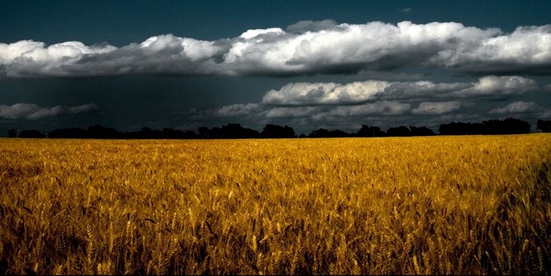 Golden wheat field under stormy sky