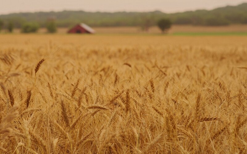 golden wheat field with barn