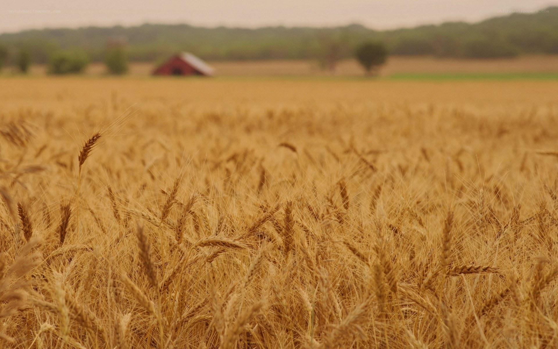 golden wheat field with barn