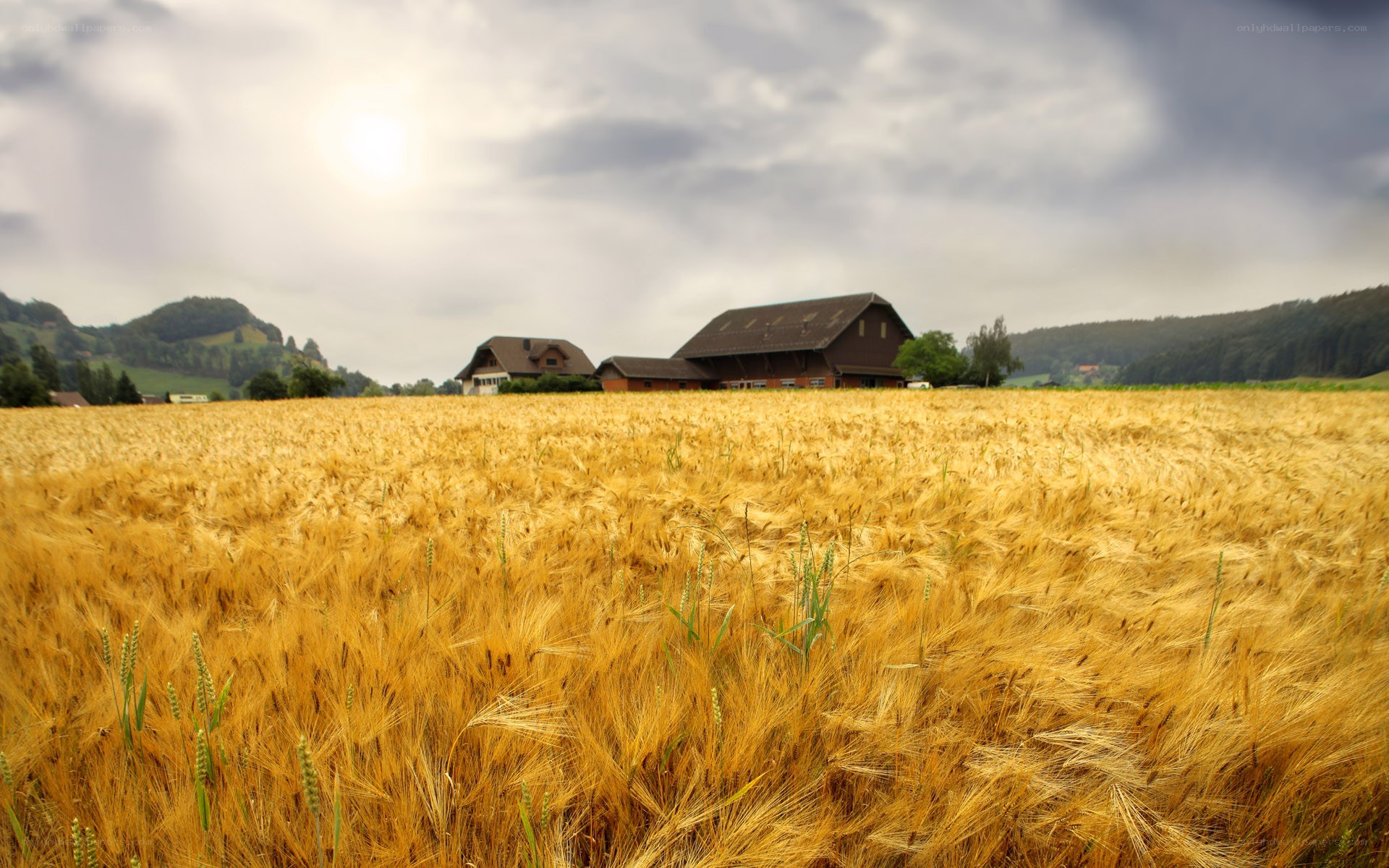 Golden wheat field with farmhouse
