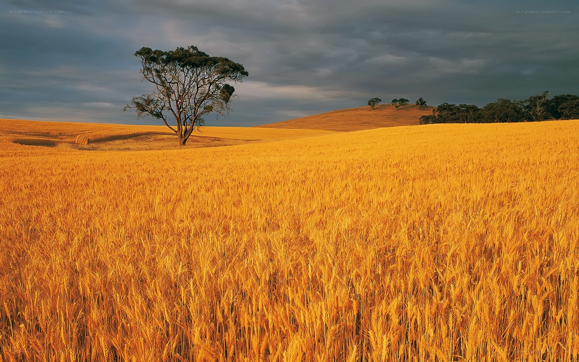 Golden wheat field with lone tree