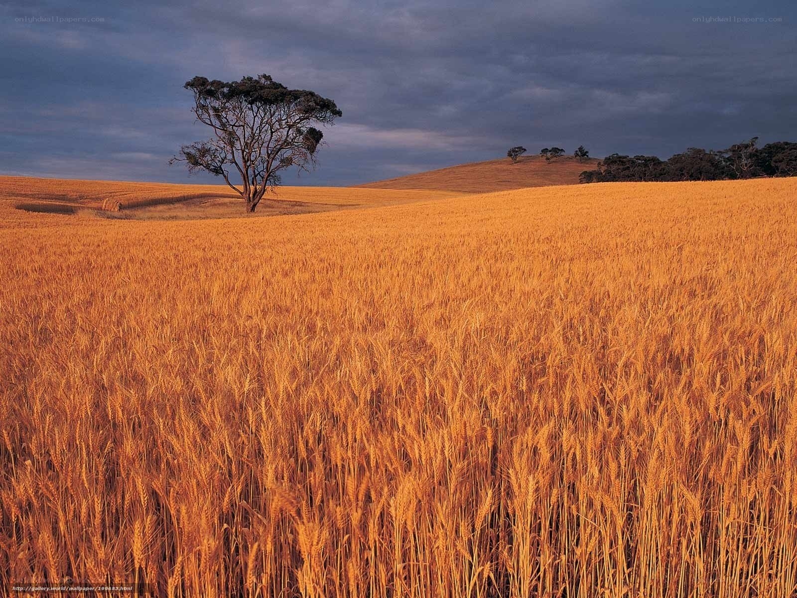 Golden wheat field with lone tree