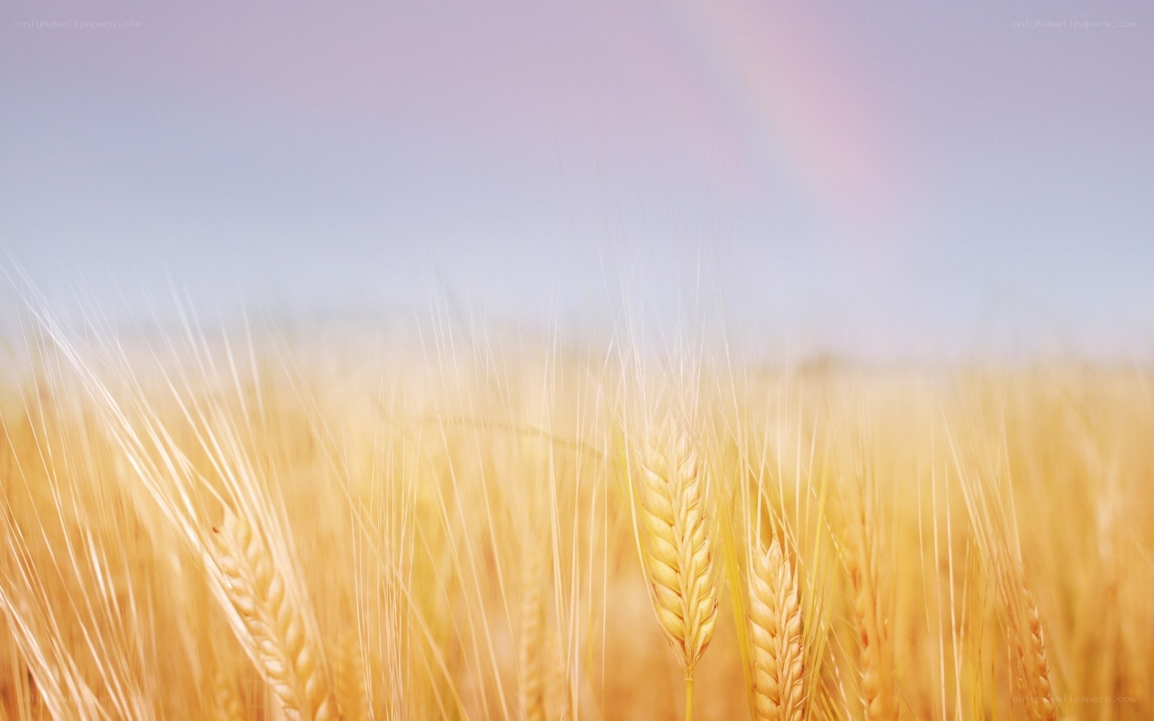 Golden wheat field with rainbow