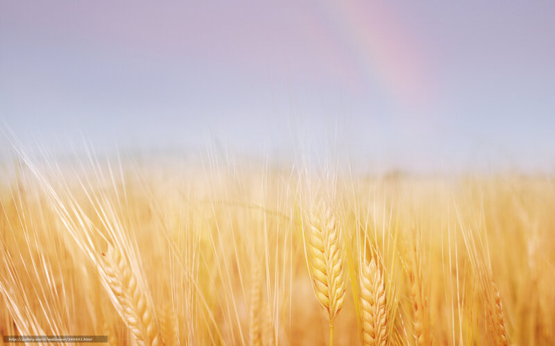 Golden wheat field with rainbow