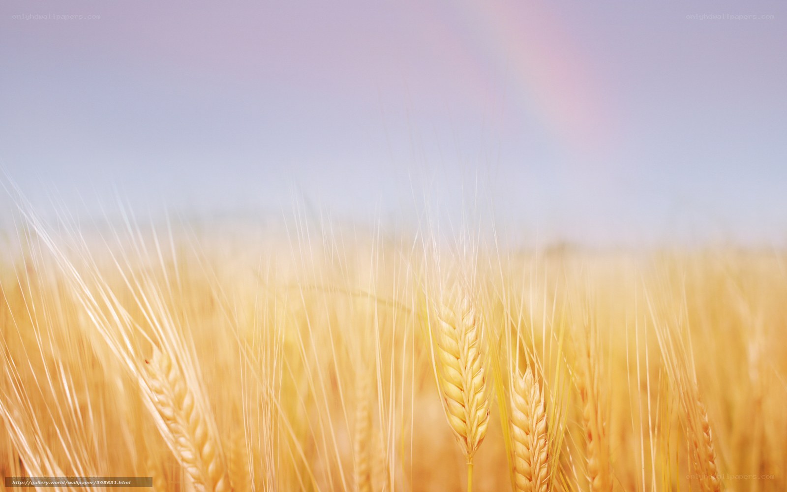 Golden wheat field with rainbow