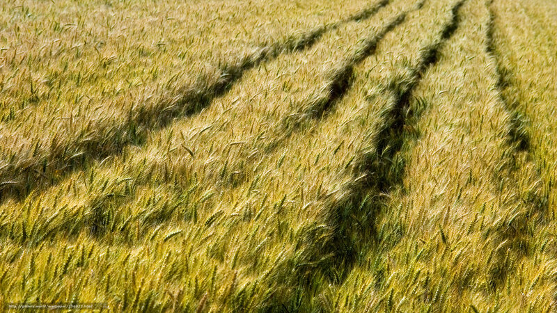 Golden wheat field with tractor tracks
