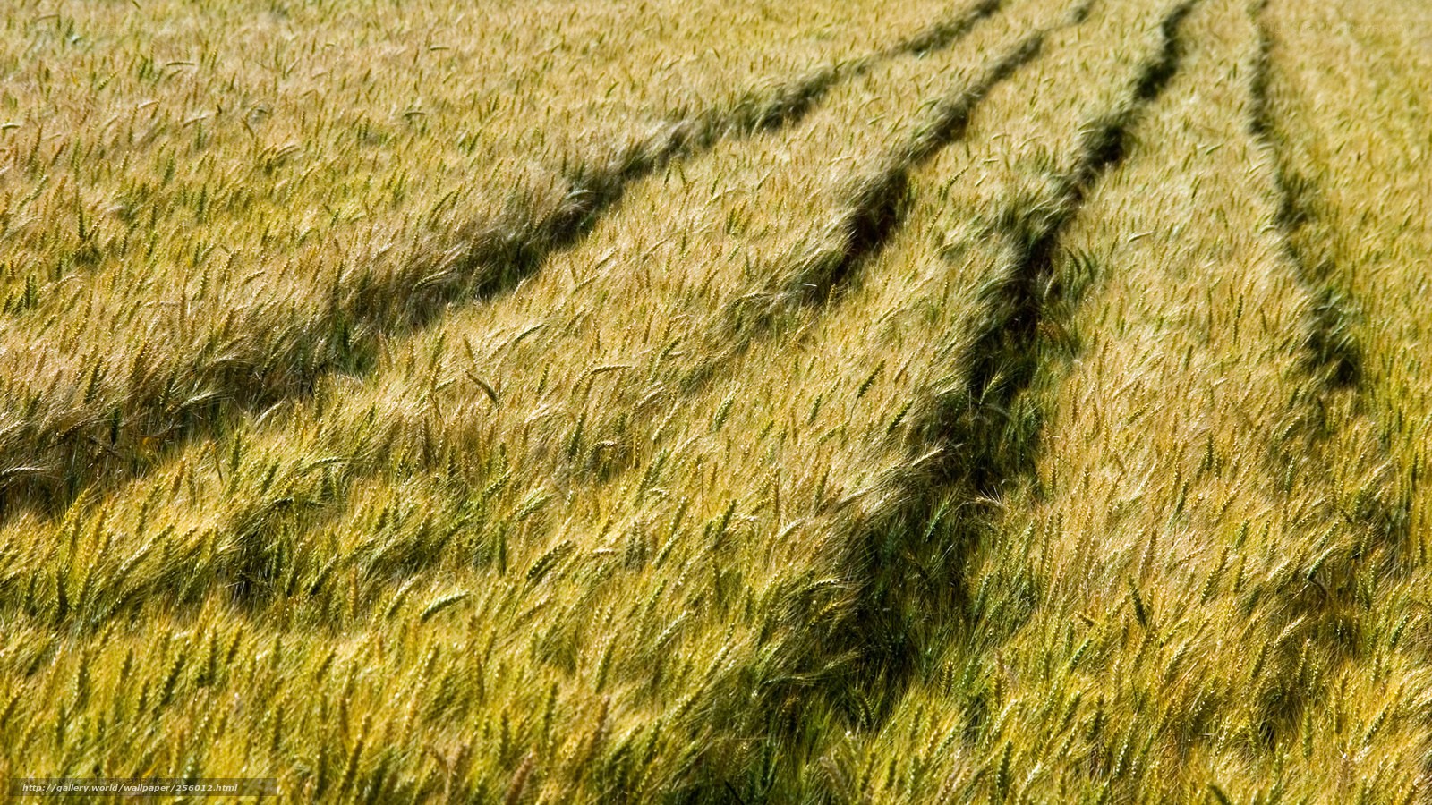 Golden wheat field with tractor tracks